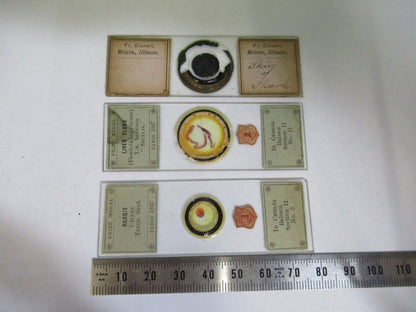 ANTIQUE PREPARED SLIDES 1800's SPECIMENS MICROSCOPE PART AS PIC  12-dt-a7