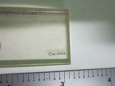 MICROSCOPE SPECIMEN SLIDE DROSOPHILA BIN#25-14-15