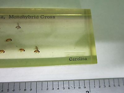 MICROSCOPE SPECIMEN SLIDE DROSOPHILA BIN#25-14-16