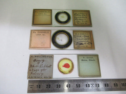 ANTIQUE PREPARED SLIDES 1800's SPECIMENS MICROSCOPE PART AS PIC  12-dt-a2