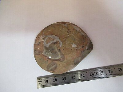 NICE FOSSIL PLATE OF A SEASHELL SPECIMEN AS PICTURED P1-A-15