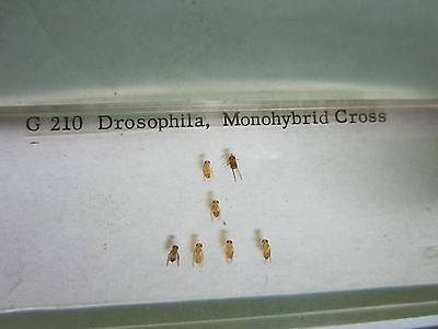 MICROSCOPE SPECIMEN SLIDE DROSOPHILA BIN#25-14-15