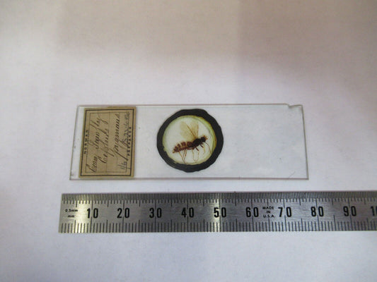 PREPARED SLIDE INSECT 1904's MICROSCOPE PART AS PICTURED #P4-B-69