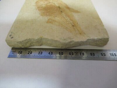 NICE FOSSIL PLATE OF A FISH SPECIMEN AS PICTURED P1-A-14