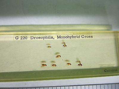 MICROSCOPE SPECIMEN SLIDE DROSOPHILA BIN#25-14-16