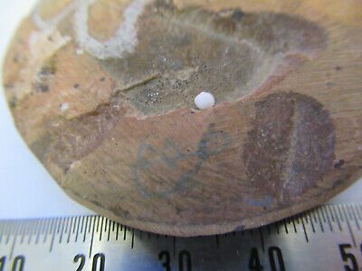 NICE FOSSIL PLATE OF A SEASHELL SPECIMEN AS PICTURED P1-A-15