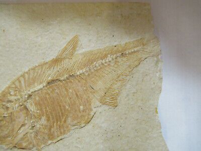 NICE FOSSIL PLATE OF A FISH SPECIMEN AS PICTURED P1-A-14