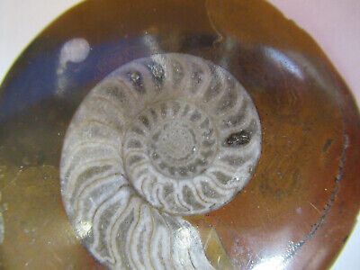 NICE FOSSIL PLATE OF A SEASHELL SPECIMEN AS PICTURED P1-A-15