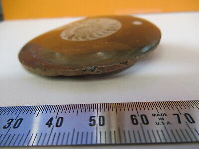 NICE FOSSIL PLATE OF A SEASHELL SPECIMEN AS PICTURED P1-A-15