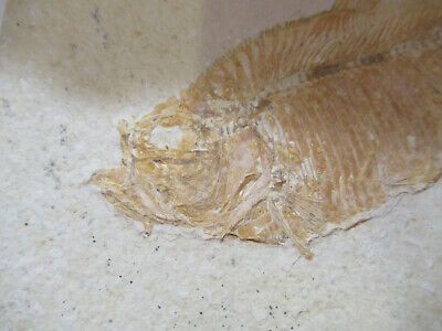 NICE FOSSIL PLATE OF A FISH SPECIMEN AS PICTURED P1-A-14