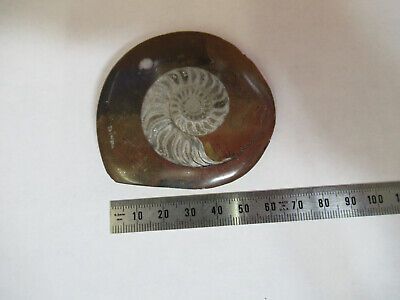 NICE FOSSIL PLATE OF A SEASHELL SPECIMEN AS PICTURED P1-A-15