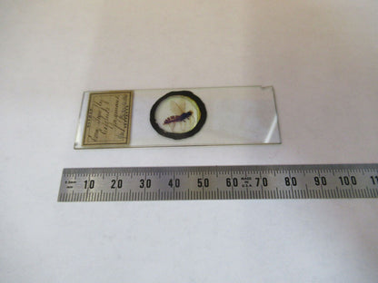 PREPARED SLIDE INSECT 1904's MICROSCOPE PART AS PICTURED #P4-B-69